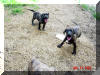Great Dane Puppies , Great Danes for Sale , Great Dane Breeders